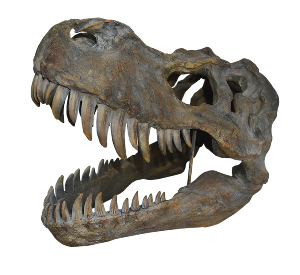 Dinosaur T-Rex Tyrannosaurus Rex Prehistoric Skull Ornament