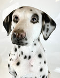 Life Size Realistic Spotted Dalmatian Ornament