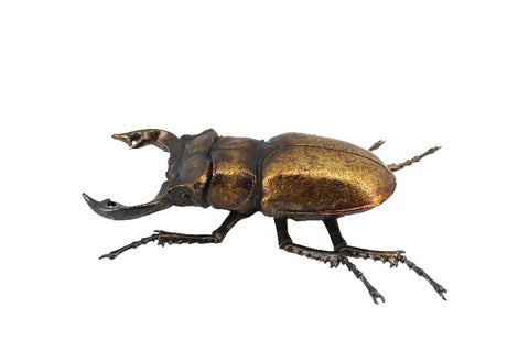 Metallic Giant Stag Beetle Wall Hanging Ornament