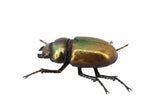 Metallic Lesser Stag Beetle Wall Hanging Ornament