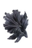 Black Large Siamese Fighter Fish Ornament